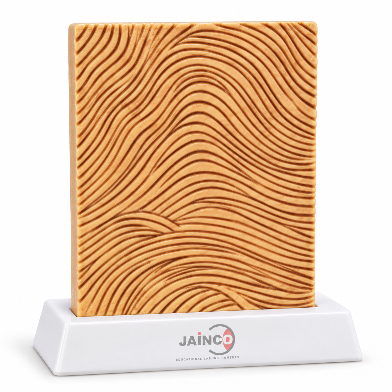 Fingerprint Arch Model